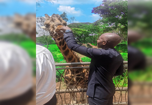 Safari with La Cabane at Giraffe Centre in Kenya